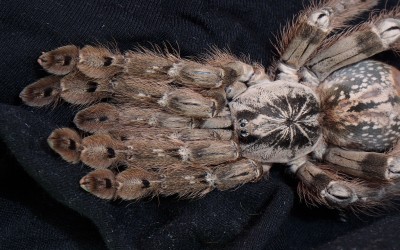 heteroscodra maculata sling unsex tarantula